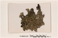 藏品(網梅衣)的圖片